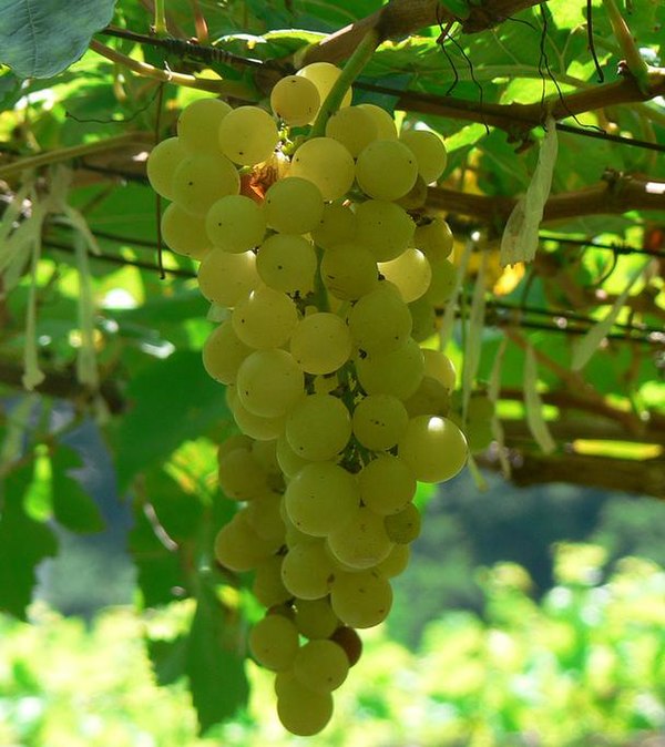 Chenin blanc is the primary grape of the dry and sweet wines of the Anjou wine region.