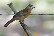 Female Cherrie's Tanager (Ramphocelus costaricensis), photo taken at Hacienda Baru reserve near Dominical, Costa Rica. Cherries Tanager F.jpg