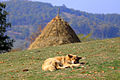 Dog rests in the field of Bratillofc village in eastern Kosovo known as Gallap
