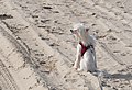 * Nomination Chinese crested (powderpuff) dog on the beach in Quogue, New York --Rhododendrites 01:32, 2 November 2022 (UTC) * Promotion Good quality. I think the dog's eyes are closed. Do you have another one with open eyes? -- Ikan Kekek 02:35, 2 November 2022 (UTC) Thanks, but not of this angle, no. I liked it because it looked like she was sniffing the ocean breeze. :) Rhododendrites 13:12, 2 November 2022 (UTC)