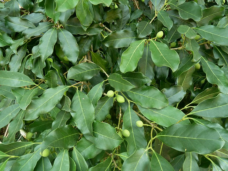 File:Chionanthus foveolatus subsp major, loof en vrugte, Manie vd Schijff BT, d.jpg