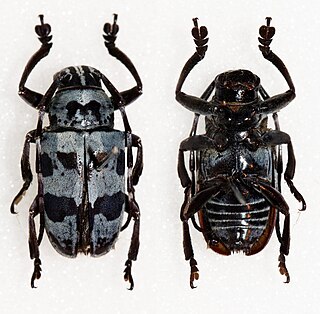 <i>Choeromorpha subviolacea</i> Species of beetle