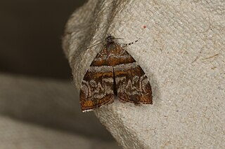 <i>Choreutis periploca</i> Species of metalmark moth in genus Choreutis