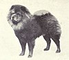 Chow-Chow din 1915.JPG