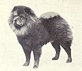 Chow-Chow from 1915.JPG