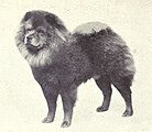 A Chow Chow in 1915.