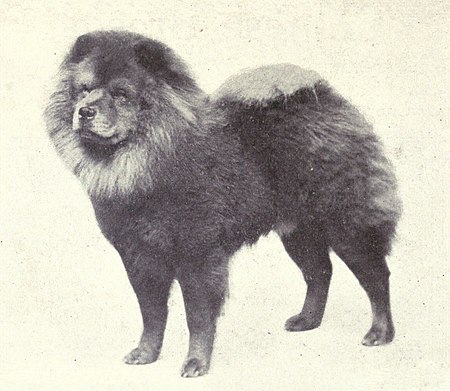 Fail:Chow-Chow_from_1915.JPG