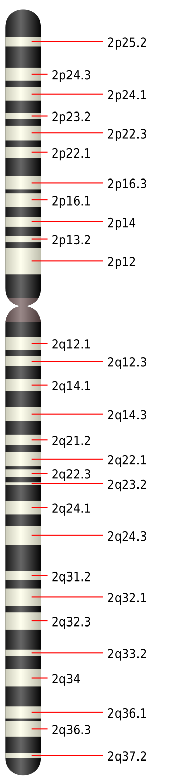 File:Chromosome 2.svg