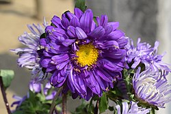 Violetne krüsanteem Chrysanthemum morifolium