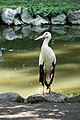 * Nomination White stork (Ciconia ciconia) at zooParc in Beauval (Saint-Aignan, Loir-et-Cher, France). --Gzen92 10:33, 19 September 2019 (UTC) * Promotion Good quality. --Moroder 15:18, 19 September 2019 (UTC)