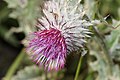 Cirsium edule