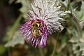 Cirsium edule