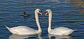 * Nomination Swans (Cygnus olor) at dawn at the Nymphenburg Palace, Munich, Germany --Poco a poco 12:14, 10 April 2012 (UTC) * Promotion Good quality. --Moonik 13:19, 10 April 2012 (UTC)