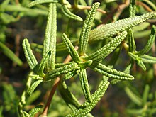 Evergreen leaves of a Cistus species (Cistus monspeliensis) Cistus monspeliensis-Leaves-Clapiers~2008 01 26.jpg