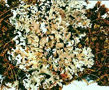 Cladonia caespiticia.jpg