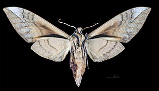 Male C. b. bilineata, underside