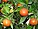 Clementine Israel.jpg