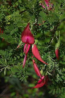 <i>Clianthus puniceus</i> species of plant