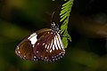 * Nomination Close wing Basking of Euploea radamanthus (Fabricius, 1793) - Magpie Crow WLB --Anitava Roy 14:36, 25 October 2022 (UTC) * Promotion  Support Good quality. --Bodhisattwa 09:51, 26 October 2022 (UTC)