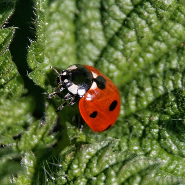 File:Coccinella septempunctata-Coccinelle à sept points-20161030.jpg