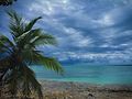 Palmas de um coqueiro, árvore símbolo do arquipélago