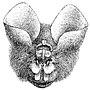 Thumbnail for East Asian tailless leaf-nosed bat