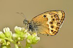 Miniatura para Coenonympha dorus