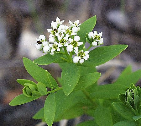 Comandraceae