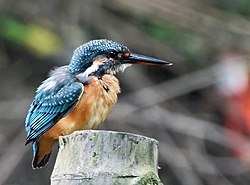 Common Kingfisher I IMG 8017.jpg