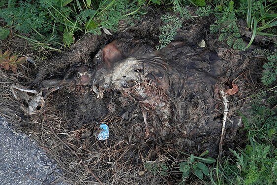 Common Raccoon (Procyon lotor), Dead