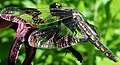 Common whitetail dragonfly