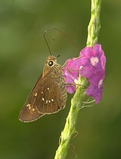 <i>Pelopidas conjuncta</i>