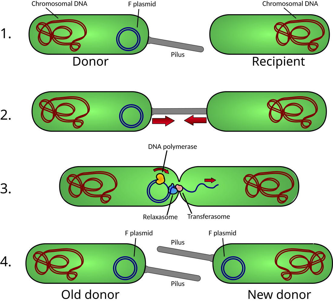 Konjugacija (biologija)