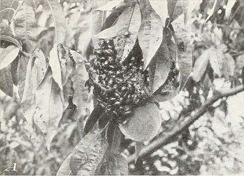 File:Control of the Japanese beetle on fruit and shade trees (1938) (20665899946).jpg
