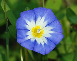 Jomfruskørt (C. tricolor)