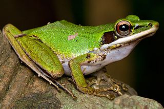 <i>Chalcorana</i> Genus of amphibians
