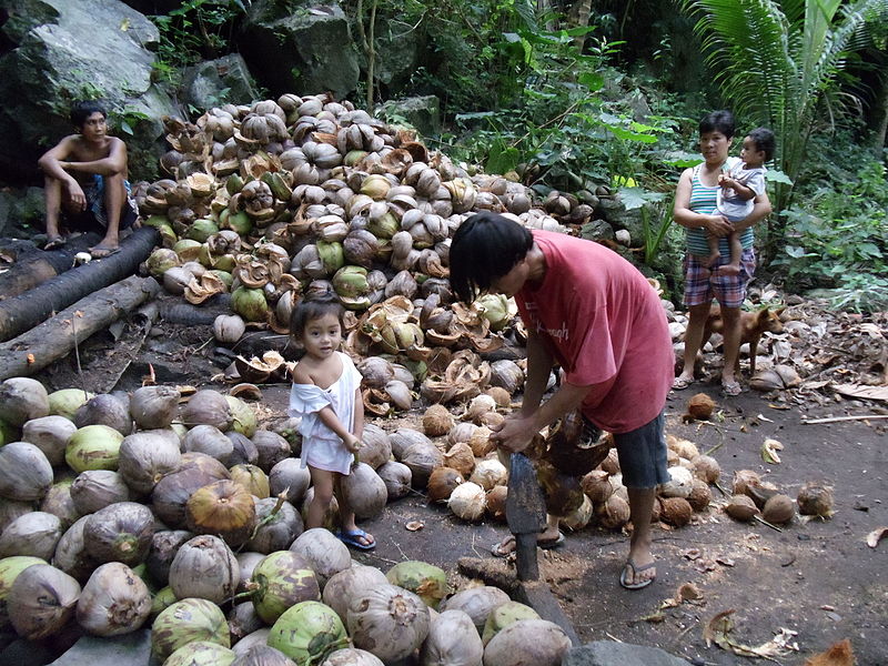 File:Copra farming in Romblon.JPG