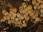 180px-Coprinellus_disseminatus.JPG