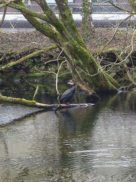 File:Cormorant in the Ulverston Canal - geograph.org.uk - 3323548.jpg