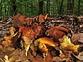 Cortinarius orellanus