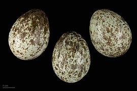 Corvus cornix eggs (hooded crow ) eggs