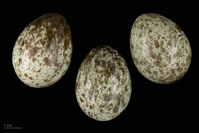 File:Corvus corone cornix MHNT.ZOO.2010.11.175.4.jpg