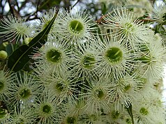 Red Bloodwood (Corymbia gummifera)