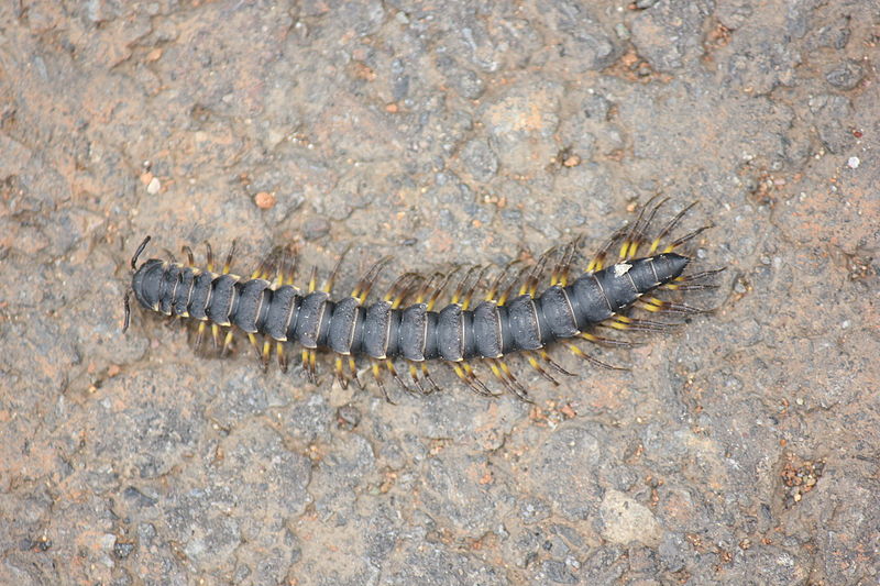 File:Costa Rica Millipede (14995027941).jpg