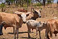 Cows in Zambia 07.jpg