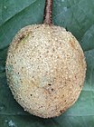 Crataeva magna fruit.jpg