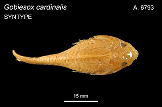 <i>Creocele cardinalis</i> Species of fish