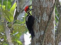 Woodpecker, Crimson-crested ♀ Campephilus melanoleucos