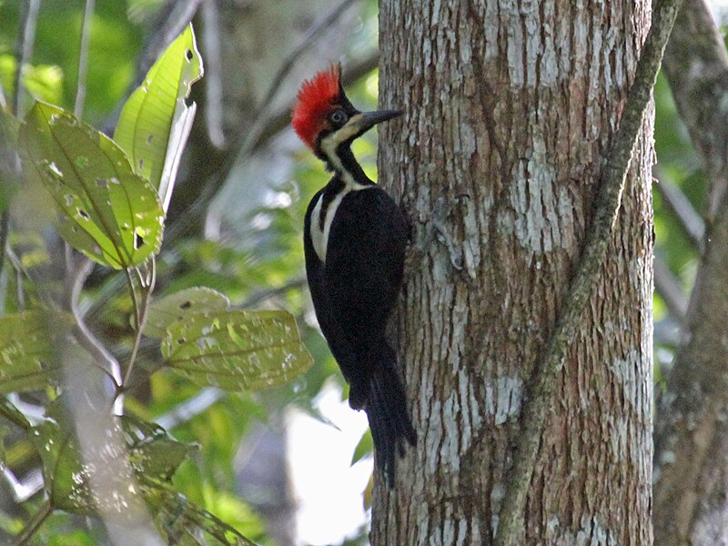 File:Crimson-crested Woodpecker RWD2.jpg