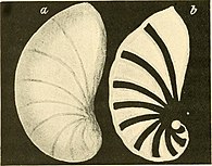 Drawing of an Astacolus shell Cristellaria crepidula.jpg